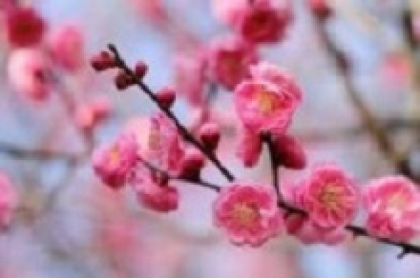 2月の誕生花「梅」🌸サムネイル