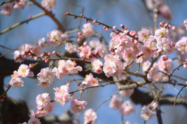 2月の誕生花🌸「梅」サムネイル